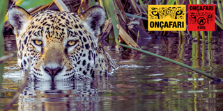 Onçafari